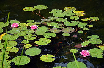 ヌパー、 池、 自然、 水生植物、 スイレン、 水、 ヌパールテア、 工場、 咲く、 花、 水の花