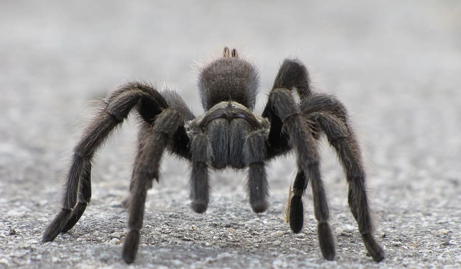 black, tarantula, gray, concrete, pavement, black tarantula, walking on, floor, spider, arachnid, hairy