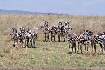 Αφρική, Τανζανία, ΕΘΝΙΚΟ ΠΑΡΚΟ, σαφάρι, serengeti, ζέβρα, σμήνος