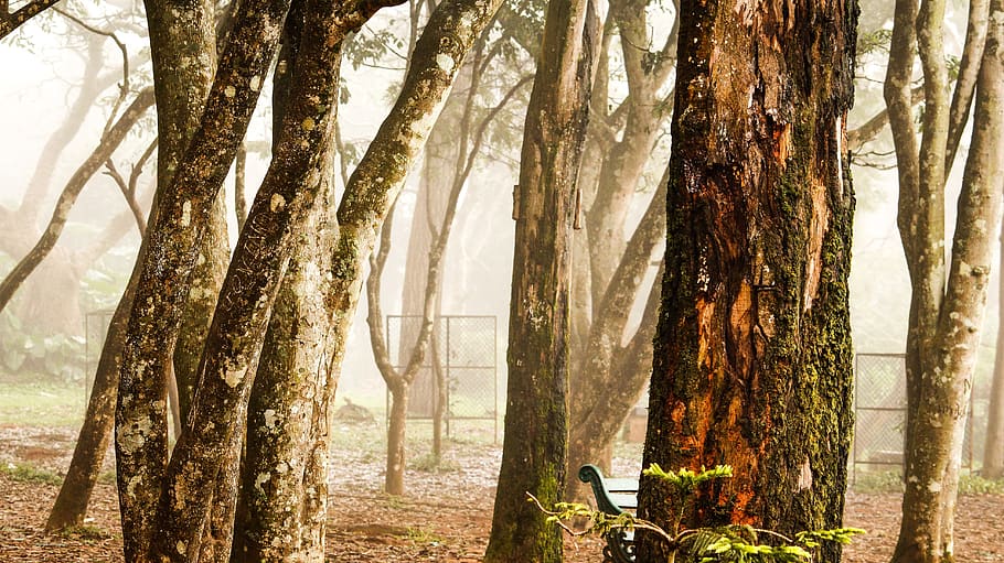 tree, nature, wood, trunk, bark, wallpaper