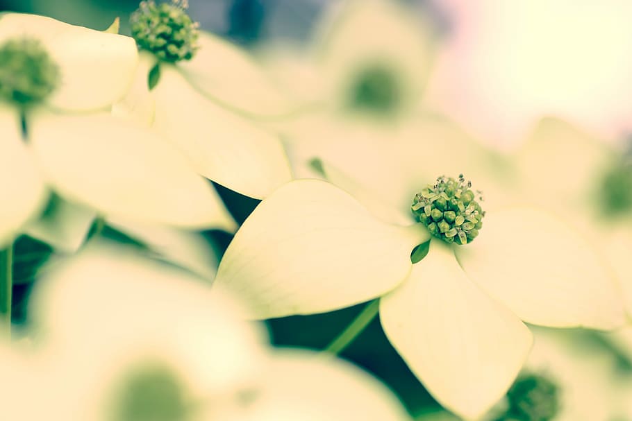 květiny, cornus kousa, rostlina, přírodní, bílý, zelená, květ, selektivní zaměření, Příroda, nikdo, detail