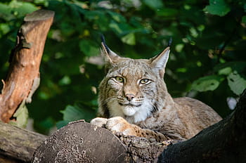 liar, kucing, bohong, cabang pohon, lynx, kucing hutan, margasatwa, predator, alam, di luar ruangan, potret