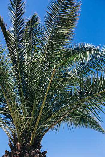 palmeira verde, verde, verão, natureza, céu, folha, folhas, árvore, ao ar livre, tropical, palmeira sagu