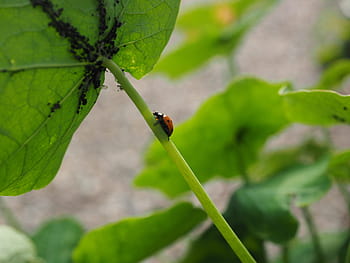 ladybug, lice, eat, hunting, coccinellidae, beetle, elytron, siebenpunkt ladybird, siebenpunkt, coccinella septempunctata, red