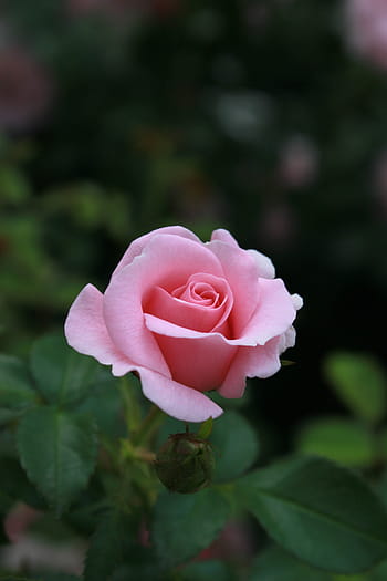 selective, focus, pink, rose, pink roses, flowers, pink rose, beautiful, cluster, love