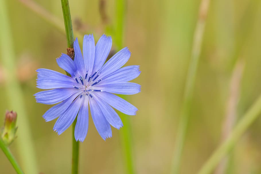 nachový, chrpa, centaurea cyanus, bakalářské butto, krása, květ, kvetoucí, modrý, masařka, tlačítko, centaurea