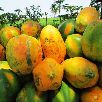 yellow, green, papaya fruits, daytime, Papaya, Fruit, Ripe, Tropical, Exotic, heap, malebennur