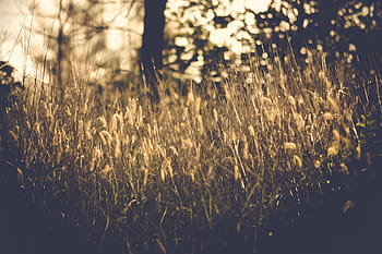 planter foto, græs, sløring, udendørs, natur, plante, bokeh, træer, vækst, landbrug, Mark