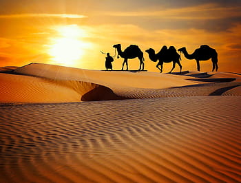 person, walking, three, camels, desert field, daytime, caravan, desert, safari, dune, ride