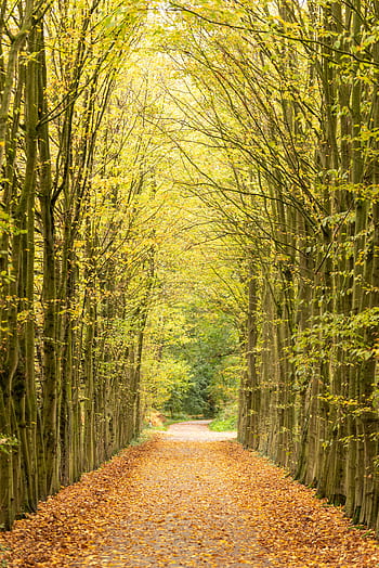 avenue, podzim, stromy, cesta, Příroda, les