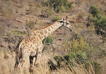 girafe, animaux, safari, Afrique, zoo, mammifère, la nature, cou, faune, sauvage, région sauvage