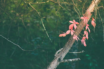 pink, leaves, vine, plant, trees, nature, forest, branch, wood