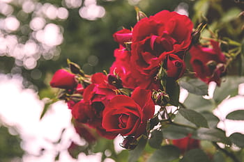flowers, nature, blossoms, leaves, red, petals, clusters, roses, trees, outdoors, still
