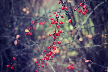 selettivo, foto di messa a fuoco, rosso, boccioli di fiori, frutta, superficiale, messa a fuoco, fotografia, frutti di bosco, piante, cespugli