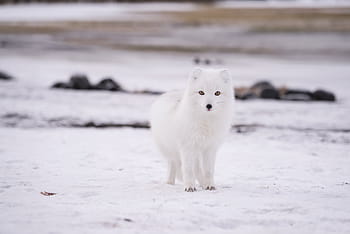 white, wolf, snowfield, snow, winter, cold, weather, ice, animal, fur, nature