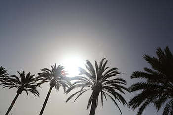 silhouette, coconut trees, daytime, coconut, trees, palm trees, sun, sky, palm tree, tree, day