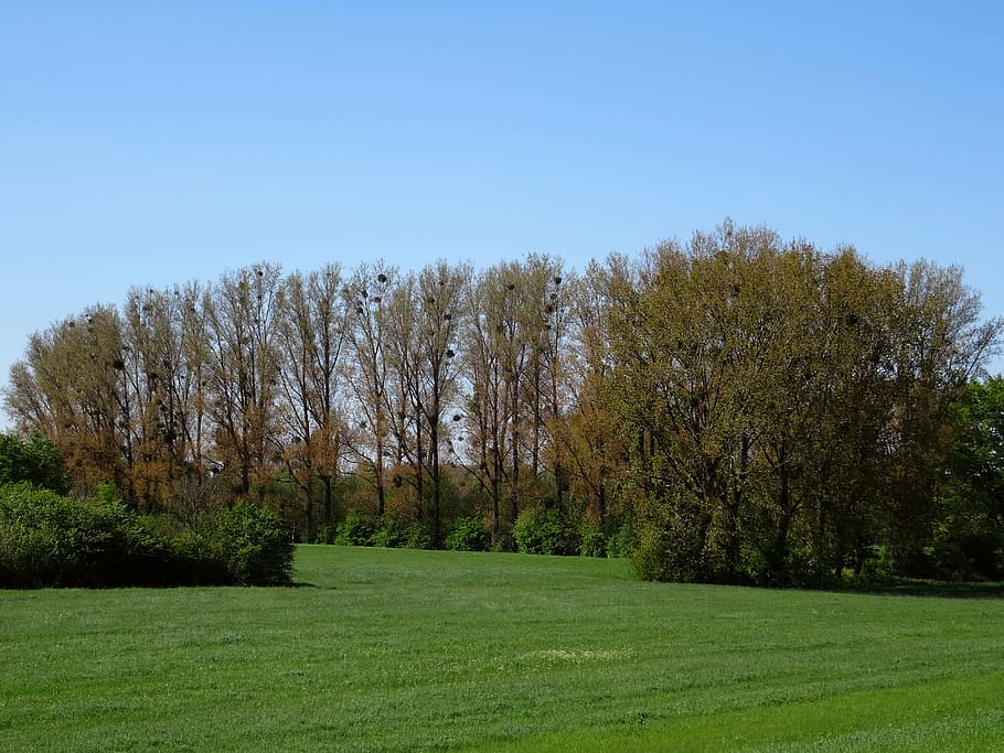 papavero a casa sul reno, vischio, alberi, primavera, monheim am rhein, diga, Reno, pianura alluvionale del fiume, campo, paesaggio, natura