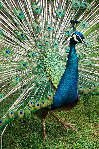 pavone, uccello, natura, animale, piuma, piume, mondo animale, piume di pavone, ruota, colorato, zoo