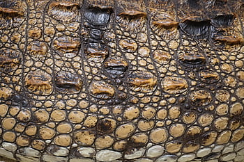 textura, krokodýl, stupnice, plněné, aligátor, povrch, vzor