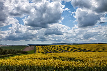 landscape shot, yellow, field, Landscape, shot, Devon, England, nature, agriculture, rural Scene, sky