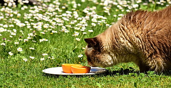 brown, cat, smelling, orange, citrus, fruit, british shorthair, curious, oranges, cute, portrait