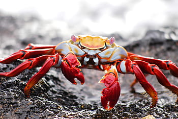 overfladisk, fokus fotografering, rød, grå, galapagos, Krabbe, ecuador, dyreliv, ø, et dyr, krebsdyr