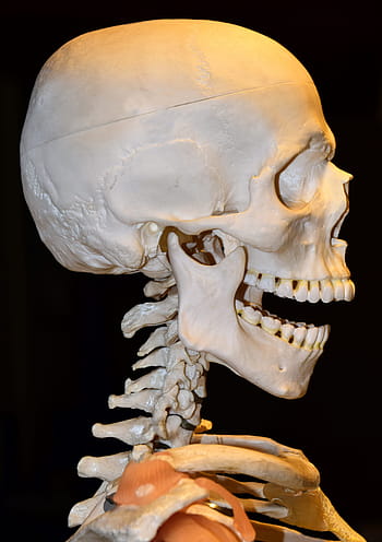 human skeleton, spine, cervical spine, pine, mandible, upper jaw, eye sockets, teaching object, demonstration, anatomy, skull