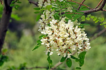 Robinia, Flowers, Inflorescence, Acacia, robinia pseudoacacia, white flowers, white, green, bloom, nature, flower