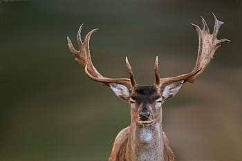 selective, male, deer, hirsch, fallow deer, wild, nature, antler, stag, animal wildlife, one animal