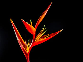 červeno-žlutá, pták, ráj květ, detailní, fotografování, strelitzia, květ, Červené, oranžový, žlutá, skleník