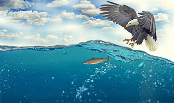 bald, eagle, fish, white tailed eagle, adler, bald eagle, raptor, fly, hunting, prey, sea