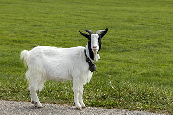 goat, animal, horns, nature, mammal, ruminant, domestic goat, livestock, mountain