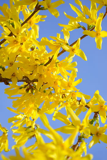 forsythia, zlato, šeřík, květ, zlatá šeřík, keř, květy fialky, žlutá, zlaté zvonky, okrasný keř, rostlina