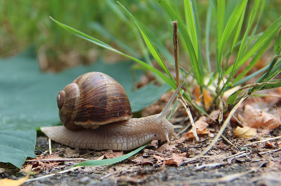 slowly, snail, bauchfuesser, slimy, shellfish