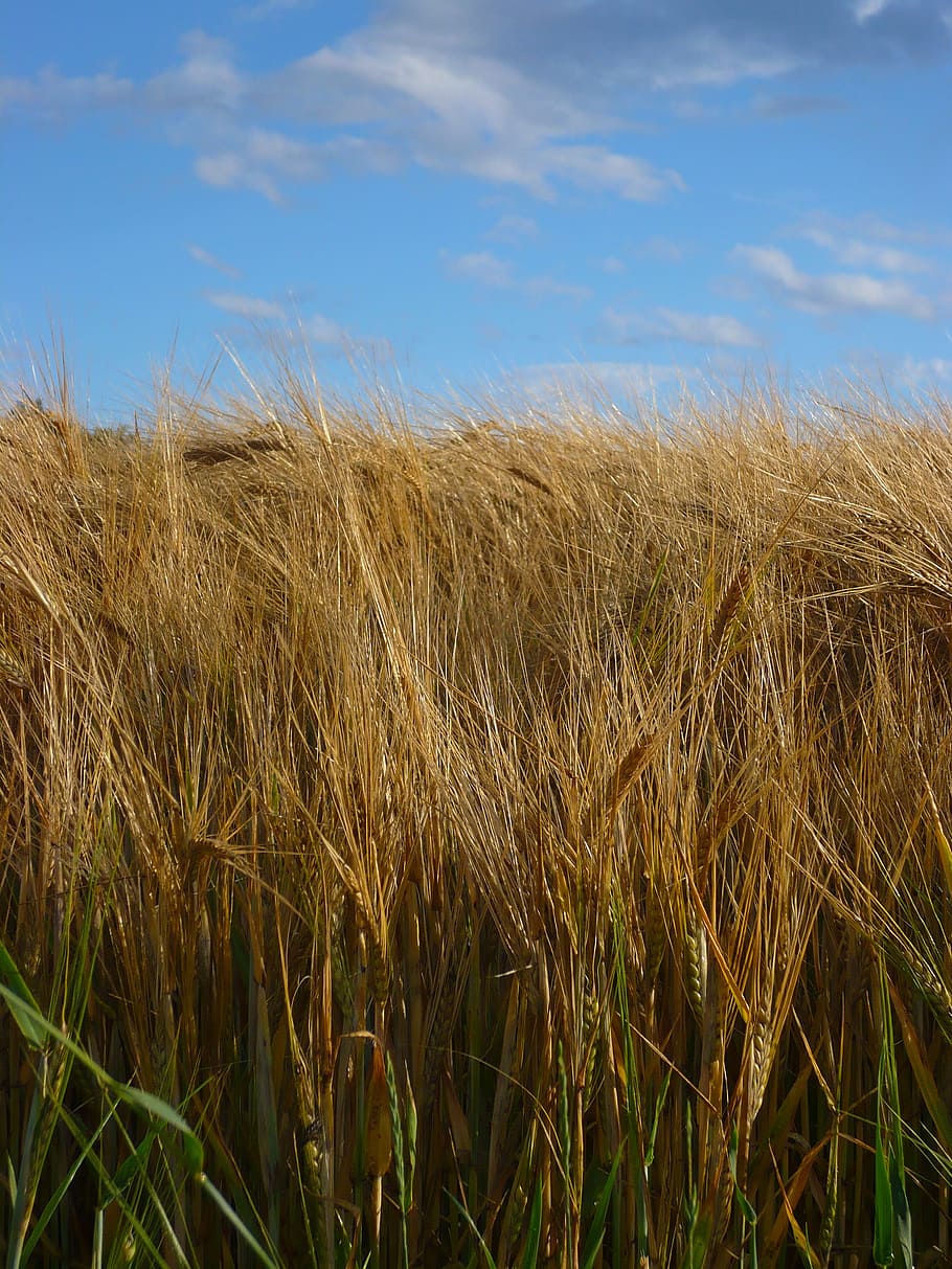 field, grain, summer, sky, cereals, spike, cornfield, agriculture, nature, harvest, arable