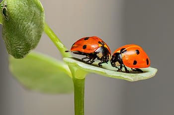 closeup, two, orange-and-black ladybugs, ladybugs, ladybirds, bugs, insects, couple, love, nature, macro