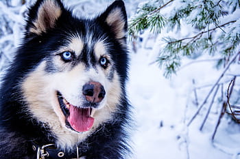 black, alaskan malamute, closeup, photography, husky, snow dog, sled dog, animal, fur, dog, blue eye
