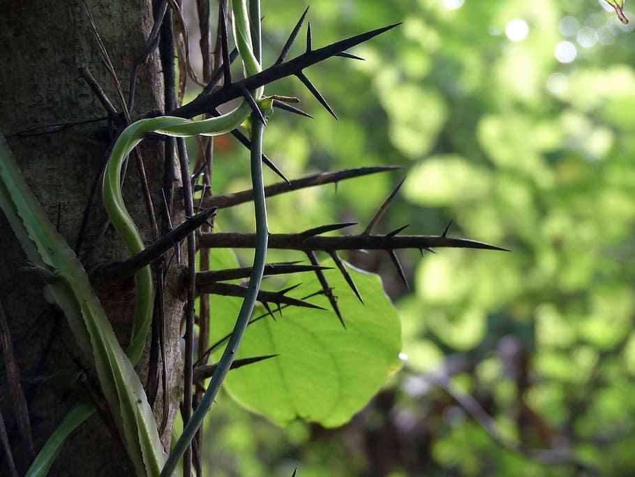 thorns, vines, tree, plant, sharp, thorn, nature, wild, woods, outdoors, hiking