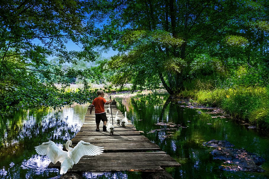 ragazzo, di legno, posto a sedere, bacino, circondato, giardino, oche, parco, Hobby, fiume, bambino