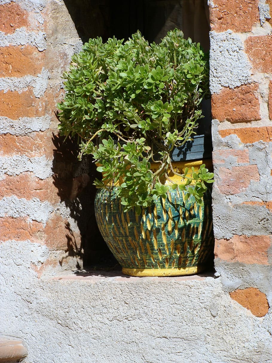 Italy, Plant, Pot, Ceramic, Pots, plant, pot, flowerpot, brick, niche, brick wall, wall