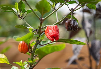 chilli, ostrý, pepperoni, jídlo, jíst, Červené, čili paprička, lusky, ohnivý, zdravý, kuchyně