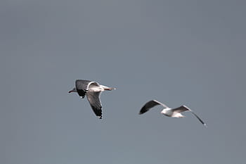 two seagulls, birds, seagull, animal, flying, sky