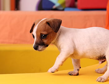 zvedák, štěně russell teriér, Pes, štěně, jack russell, čivava, dítě, roztomilý, hravý, zasněný, fotografování divoké zvěře