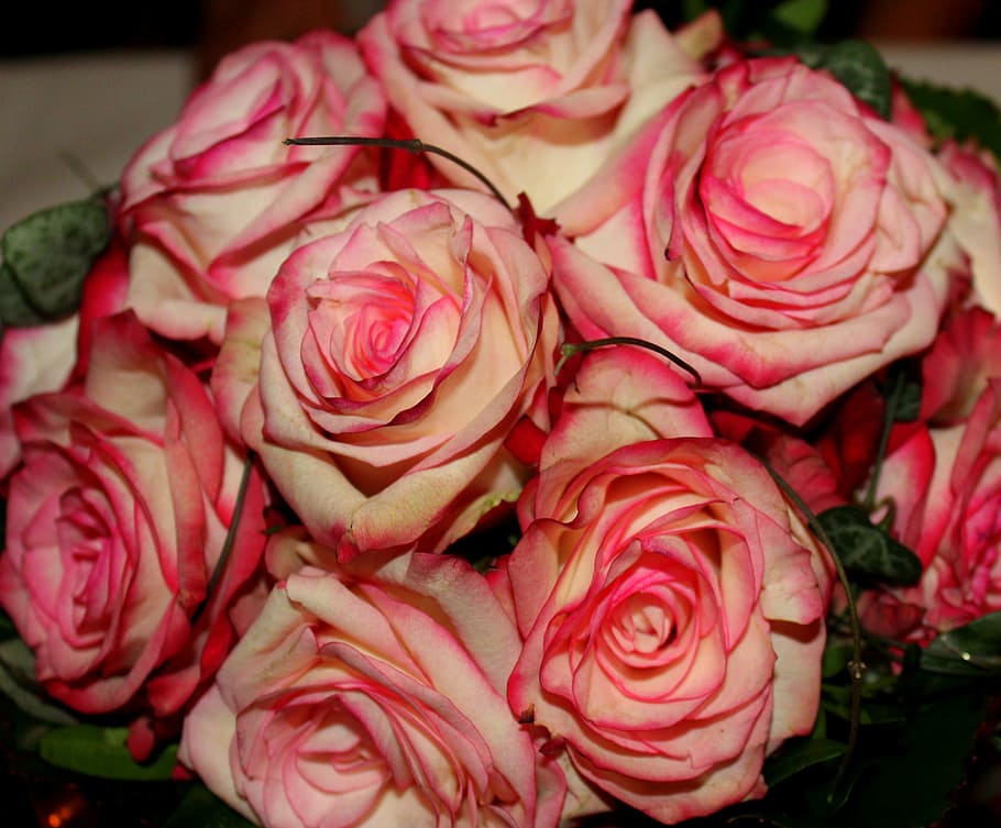 roses, flowers, red, pink, dusky pink, shooting club, queen