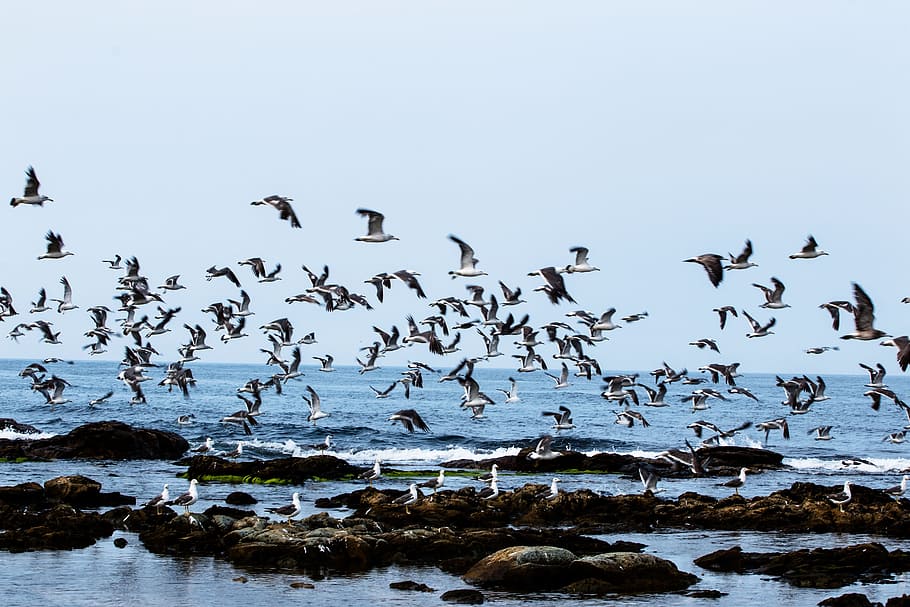 birds, nature, beach, homigot, sea, seagulls, travel
