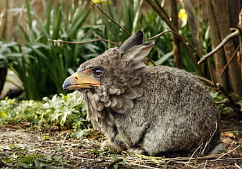 foto ravvicinata, aquila, headed, coniglio, natura, mondo animale, erba, animale, selvaggio, uccello, uccello rapace