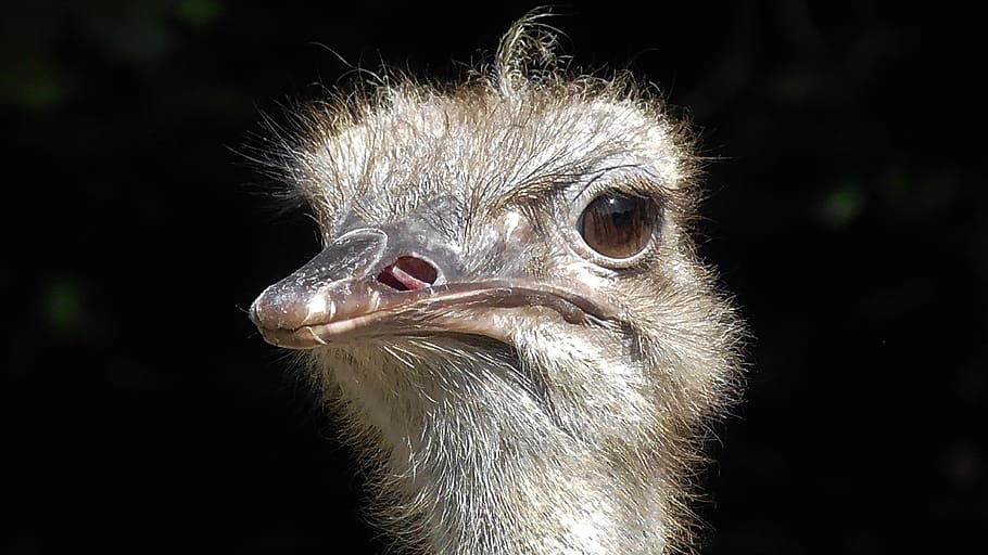 pták, kytice, zvíře, Příroda, Afrika, nelétavý pták, portrét, zblízka, ženský, struthio camelus