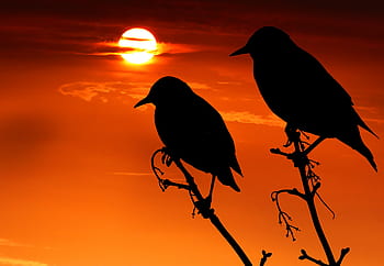 sunset, birds, branch, sky, sun, nature, orange, evening, silhouette, twilight, dom