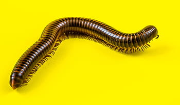 černá stonožka, členovců, obří tausendfüßer, stonožky, obří stonožky, myriapoda, arthropoda, červ, zazvonil