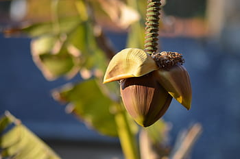 banana, diet, banana diet, banana flower, fruit, food, costs, smoothie, organic, natural, vitamins